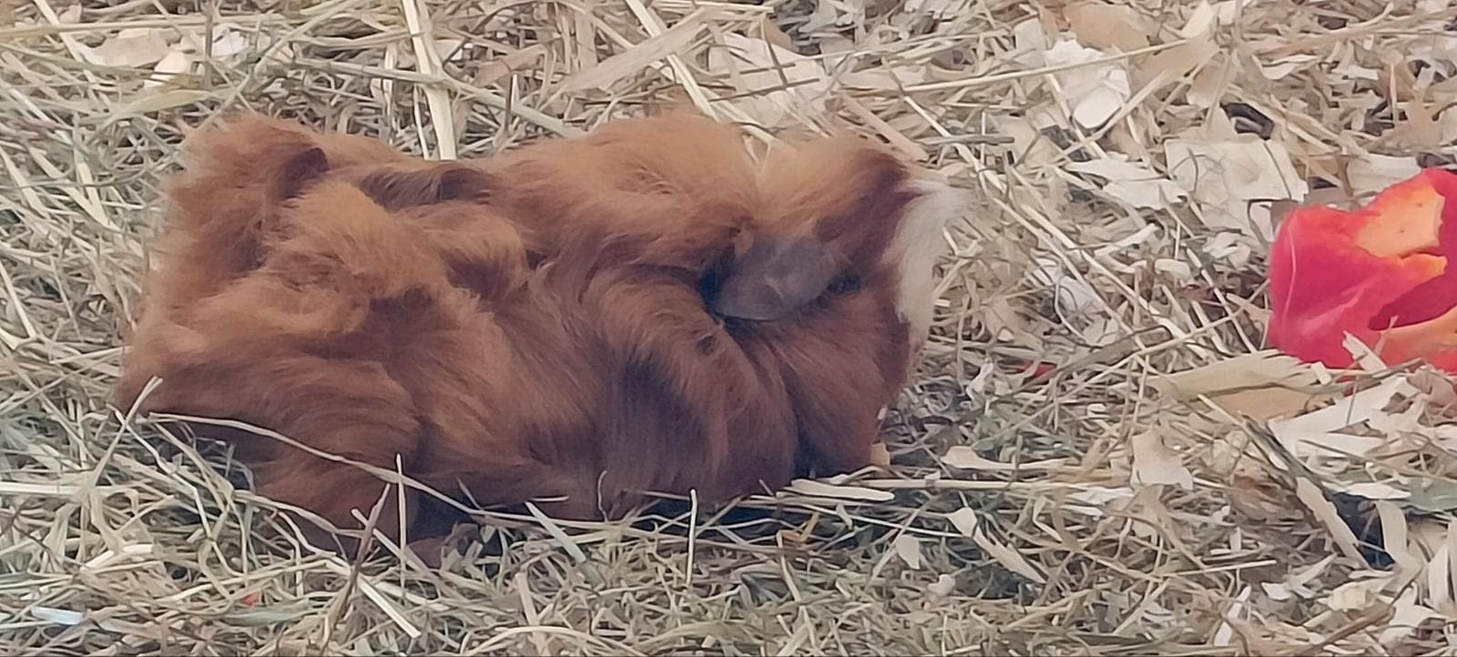 Langhaariges rotbraunes Meerschweinchen liegt entspannt ausgestreckt im Heu.