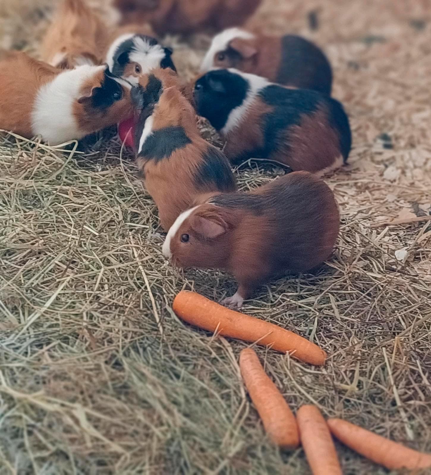 Junges braunes Meerschweinchen mit weißer Blesse sitzt im Heu, dahinter weitere Tiere der Gruppe und frische Karotten.
